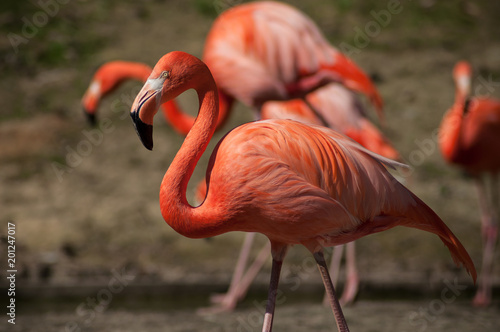 portrait of pink flamingo in border water