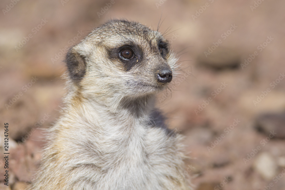 retrato de un suricata retrato de un suricata