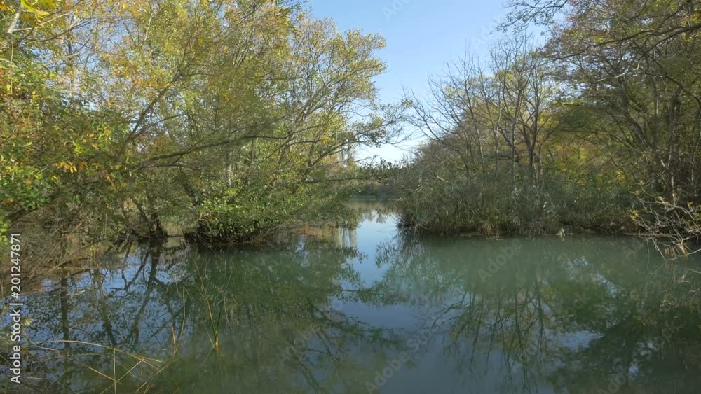 Trees growing in water Trees growing in water