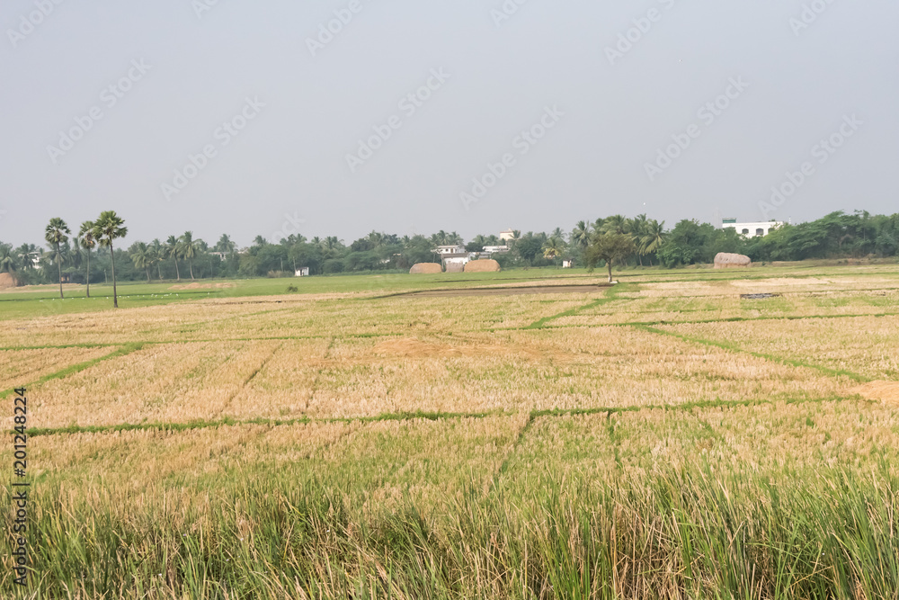 rice plantations after harvesting looking like clear field with only rice straw.