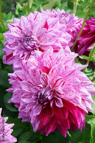 Fototapeta Naklejka Na Ścianę i Meble -  Decorative Dahlias Alpen Pauline Close-up