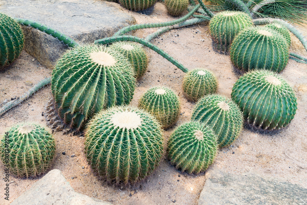 The beautiful group of big green cactus planted in a botanical garden. The beautiful group of big green cactus planted in a botanical garden.