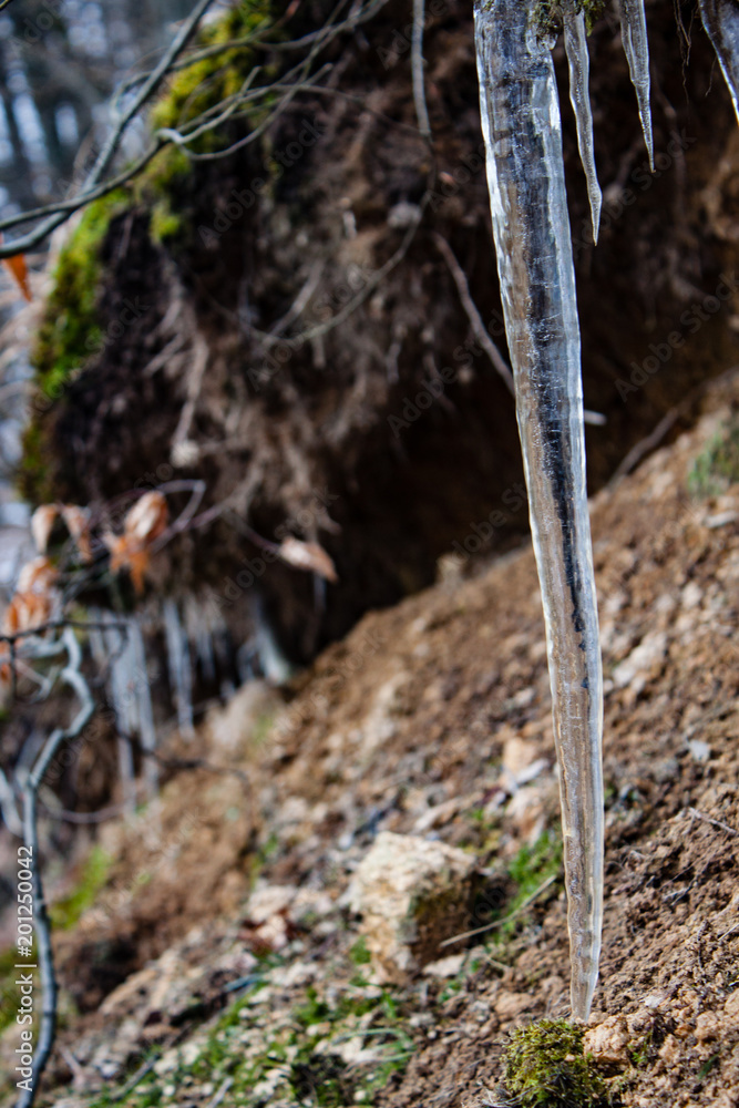 Stunning icicle in wild forest Stunning icicle in wild forest