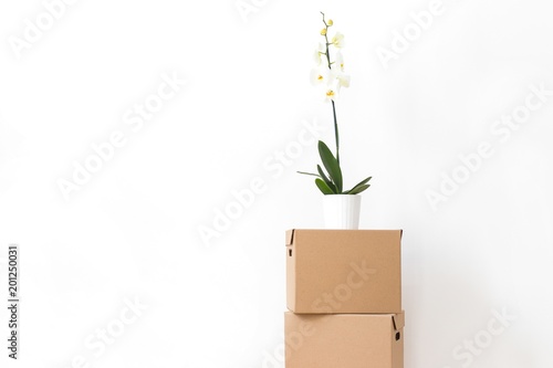 Orchid flower standing on a cardboard box
