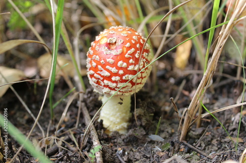 Mohammad mushroom