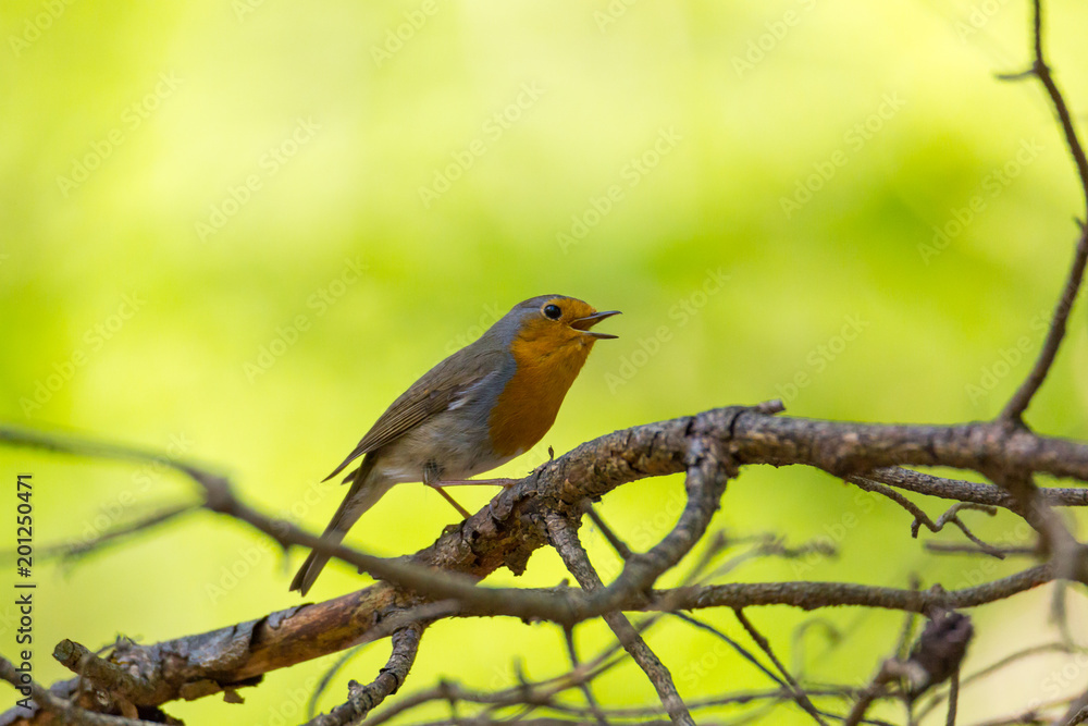 Robin sits. against a green background, on a branch and is singing Robin sits. against a green background, on a branch and is singing