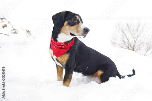 Fototapeta Naklejka Na Ścianę i Meble -  Entlebucher Mountain dog with a red kerchief around its neck sitting outdoors on a snow in winter