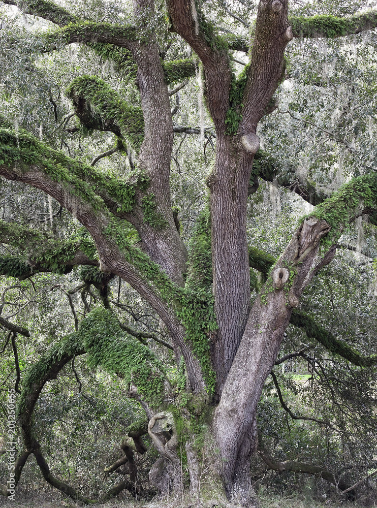 Large Oak Tree in Tallahassee