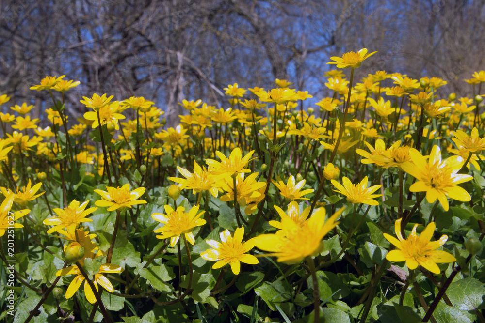 Scharbockskraut im Frühling Scharbockskraut im Frühling