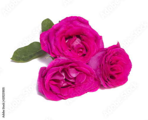 pink rose flowers bouquet on white background