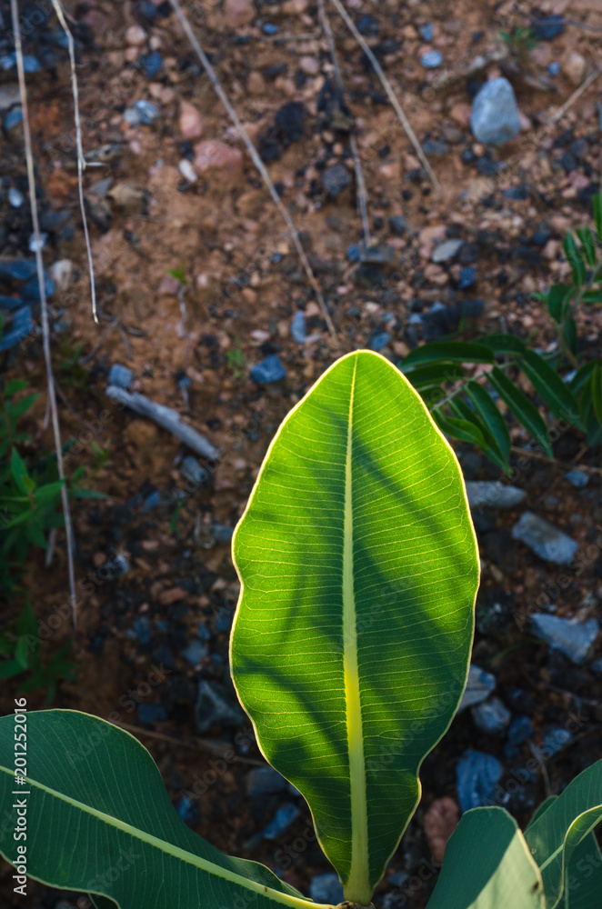 Detalhe de folha de uma planta do cerrado brasileiro Stock Photo ...