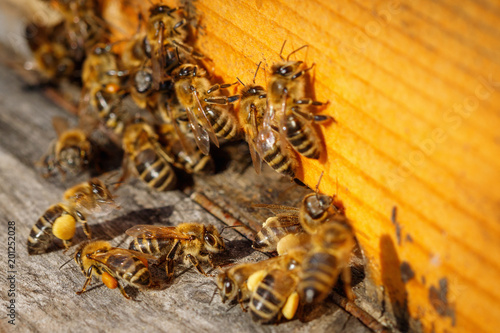 Honey bees with pollen trying to enter the hive on a landing board © photografiero