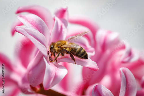 Bee on a pink flower collecting pollen and gathering nectar to produce honey in the hive