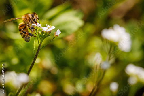 Bee on a white flower collecting pollen and gathering nectar to produce honey in the hive