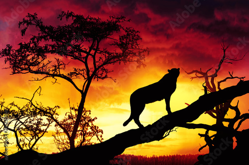 silhouette of cheetah on tree at suset