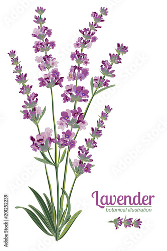 Lavender flower on white background. Colorful vintage vector illustration