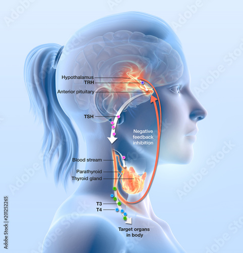 Thyroid gland function, 3D illustration, diagram photo