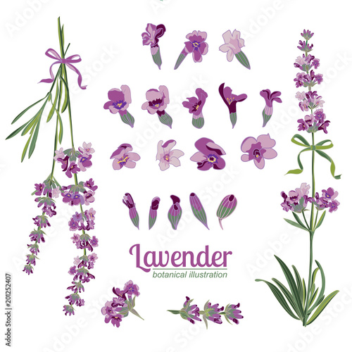 Fototapeta Naklejka Na Ścianę i Meble -  Lavender flower on white background. Colorful vintage vector illustration