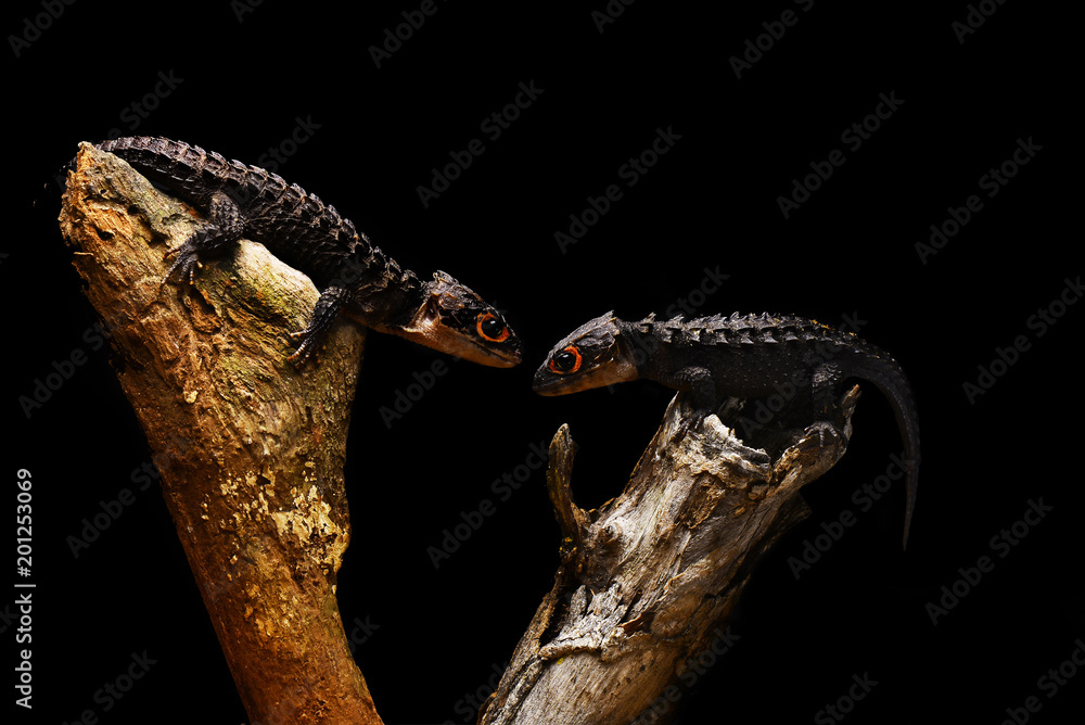 Fototapeta premium Couple Crocodile Skink