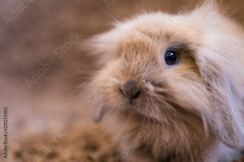 Studio shot of domestic rabbit