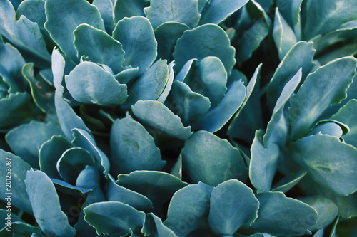 succulentand green plant texture