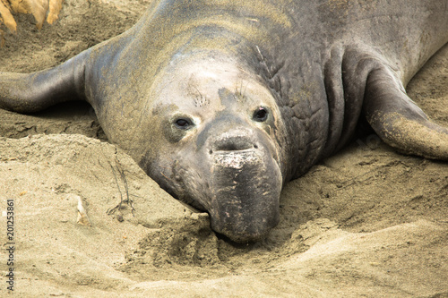 Elephant Seals 02