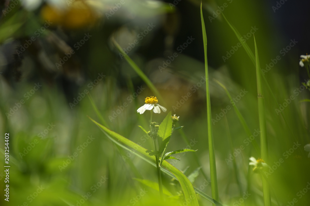 Close-up of Bidens pilosa, with blurred background. Close-up of Bidens pilosa, with blurred background.