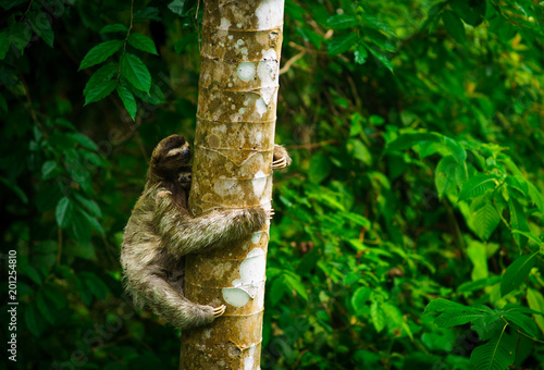 Brown-throated sloth with baby climbs on a tree photo