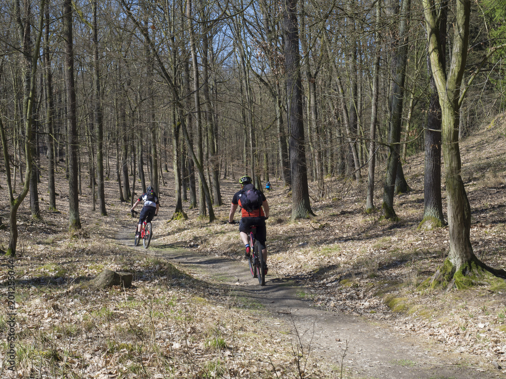 group cyclists riding a bike on early spring forest road in sunlight group cyclists riding a bike on early spring forest road in sunlight
