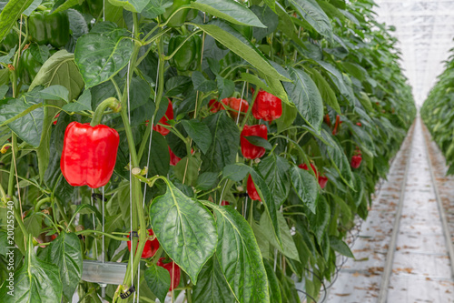 Billede på lærred Cultivation of red paprika in a Dutch greenhouse