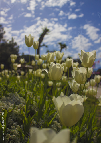 tulips and clouds