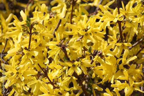 Fotografija Abundant flowering of Forsythia intermedia