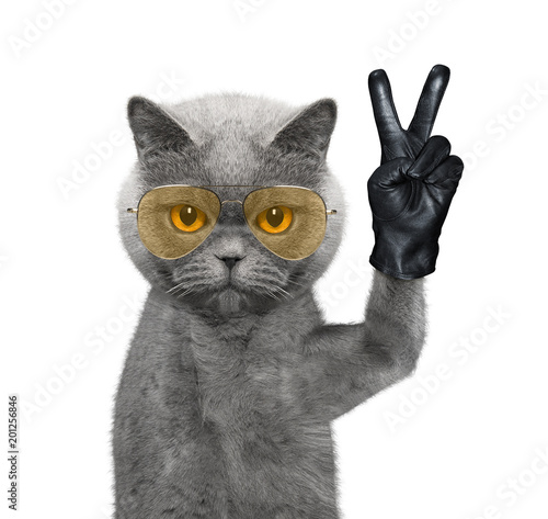 Cat with victory fingers. Isolated on white photo