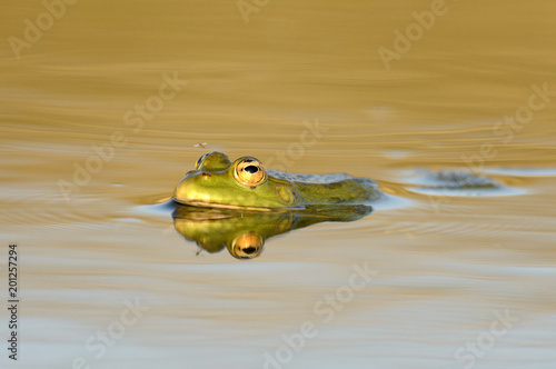 Green Marsh Frog (Pelophylax ridibundus) on a beautiful light