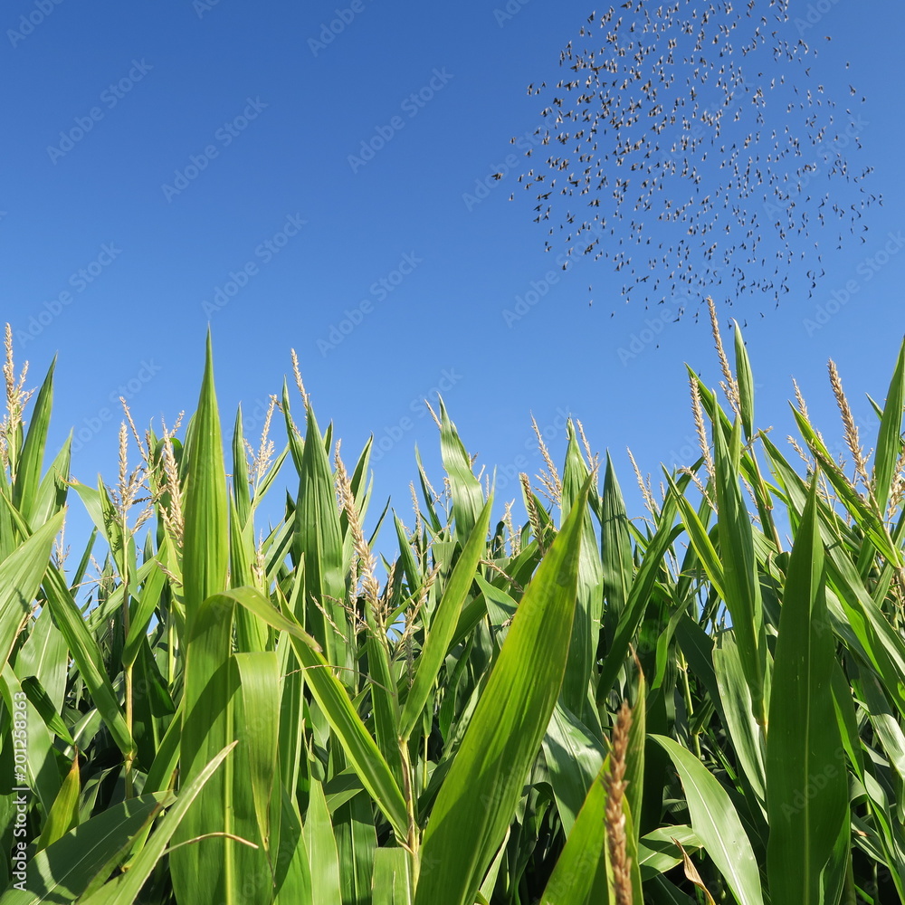 Obraz premium many green corn plants on a field, green,