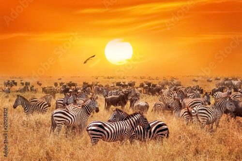 Groupe of wild zebras and antelopes in the African savanna against a beautiful orange sunset.  Wild nature of Tanzania. Artistic natural african image.