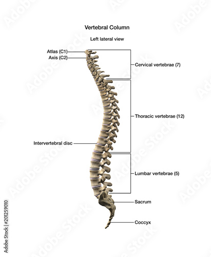 Human Male Vertebral Column Labeled, Side View