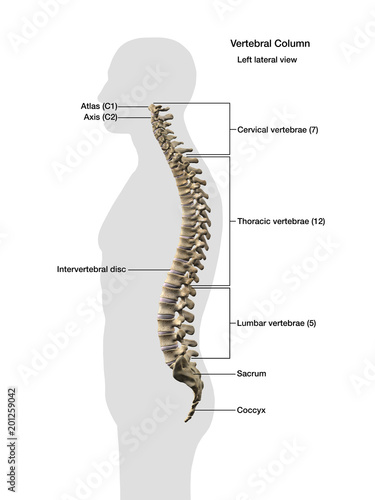 Vertebral Column Labeled, Male Side View on White Background