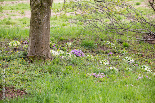 Blumen und Blüten im Frühling