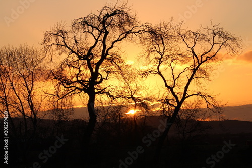 setting between the trees