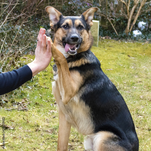 Mixed-breed dog between German shepherd and Labrador Retriever shows the command "High Five" with his owner