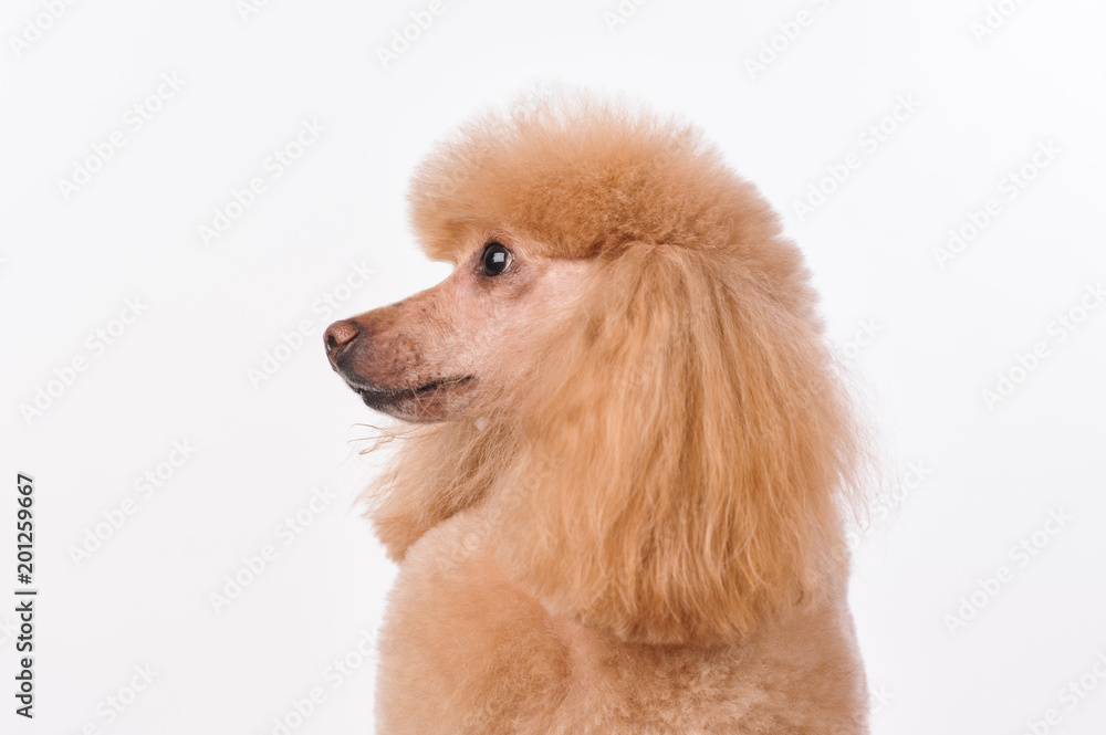 studio portrait of the dog on a white background studio portrait of the dog on a white background