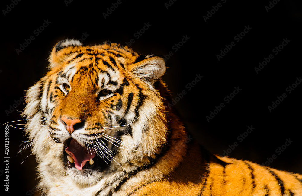 Fototapeta premium siberian tiger on on stones