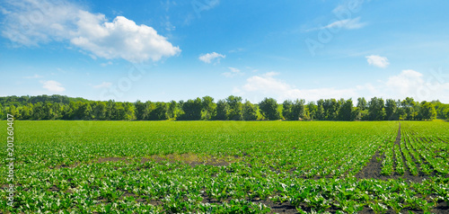 Green beet field and blue sky. Wide photo.