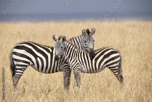 Zebra Paar