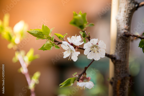 Weiße Marillen-Blüten im Frühling