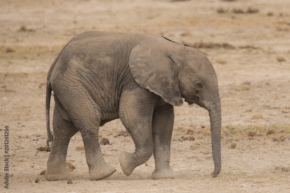 junger Elefant