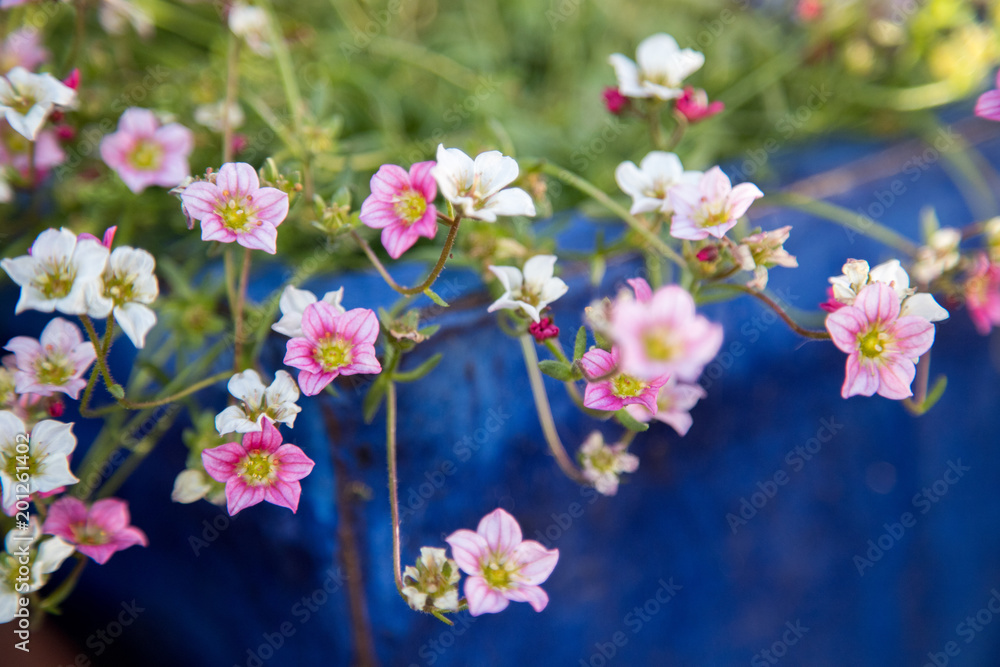Zarte rosa und weiße Blüten im Frühling