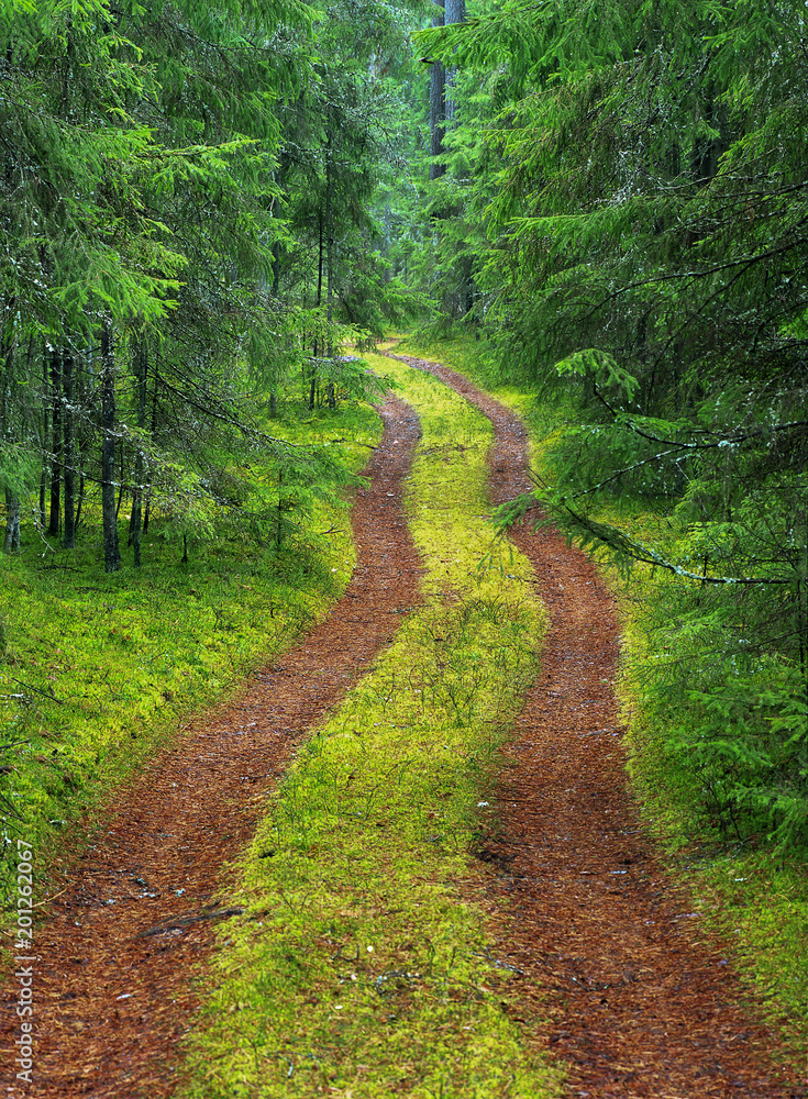 A dirt road in a green spruce forest.
