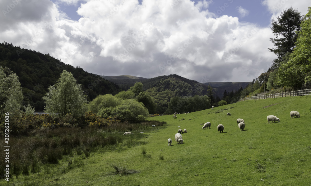 Peaceful farmland landscape, green hills, sheep eating grass, background mountain